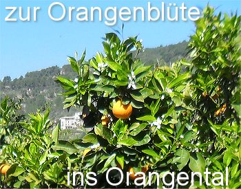 Zur Orangenblte ins Orangental
